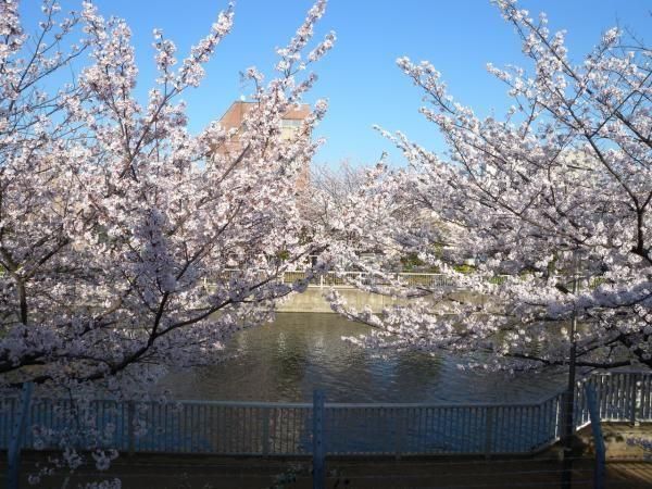 春は窓からすぐの桜並木がとても綺麗です