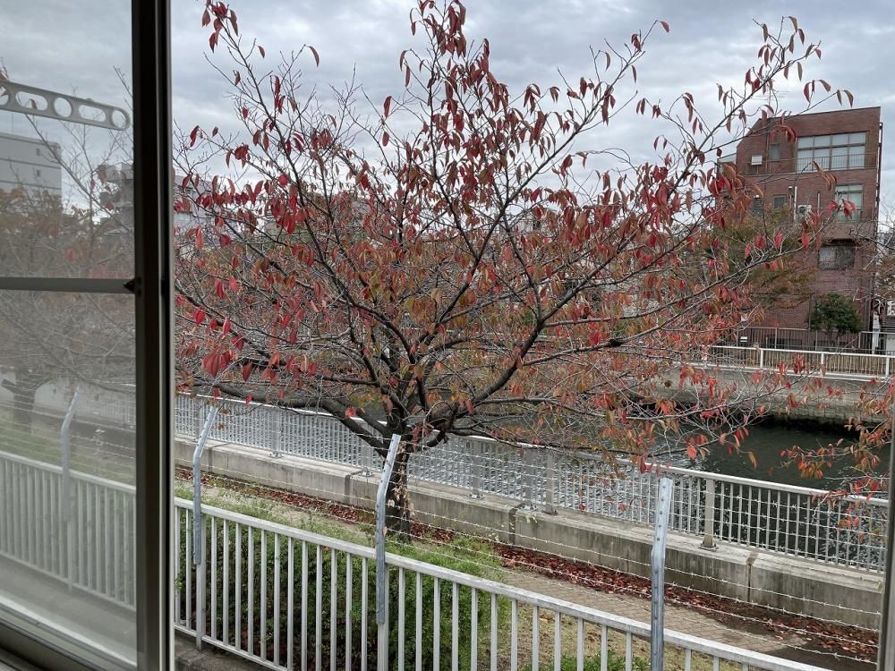 【居室・リビング】　窓からは四季折々の大横川が望めます
