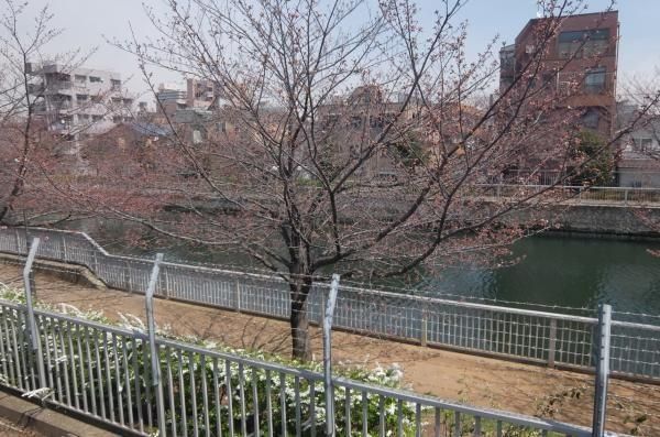 大横川沿いの並木は江東区管理。常にきれいに管理されております